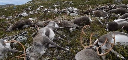 http://www.booboone.com/wp-content/uploads/2016/08/323-Reindeer-Killed-by-Lightning-Strike-in-Norway.jpg