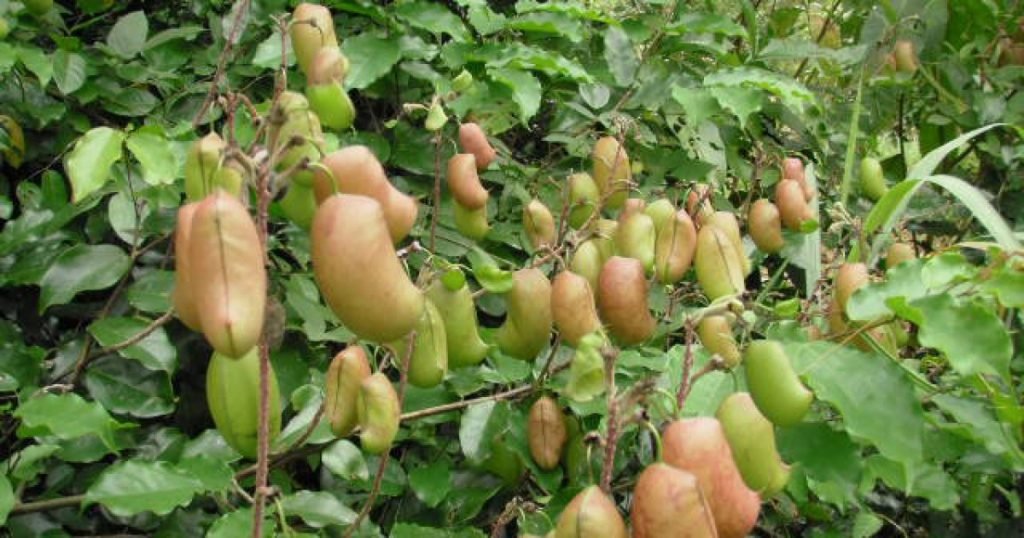 Griffonia Simplicifolia Extract Can Restore Your Health Quickly 