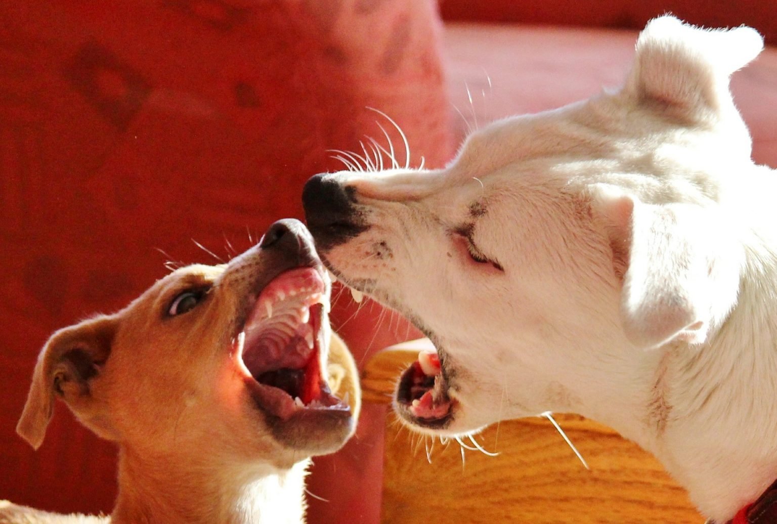 Why Do Dogs Bite & How To Stop A Dog From Biting You
